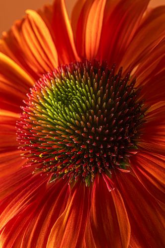 Zonnehoedje in het licht: Warme herfstkleuren