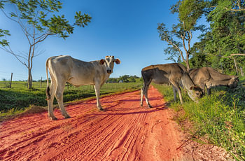 Freilaufende Kühe in Paraguay