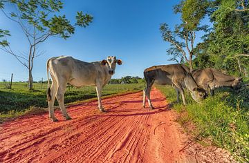 Vrije uitloop koeien in Paraguay van Jan Schneckenhaus