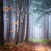 Lost in a dream by Tvurk Photography