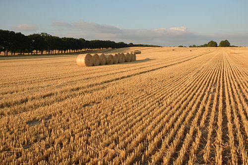 Strobalen bij Nadelitz, oogsttijd op Rügen