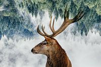 Het hert en het bos