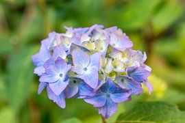 Hydrangea by Studio Bosgra