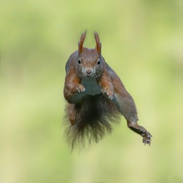 Un écureuil qui saute. sur Albert Beukhof