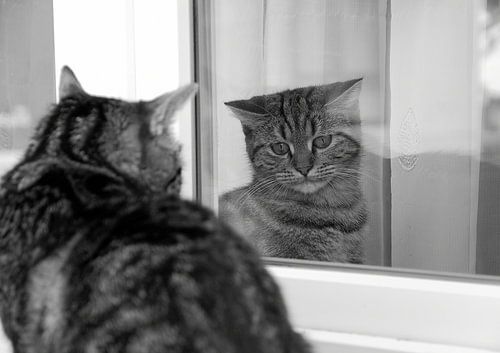 Katten in het kozijn