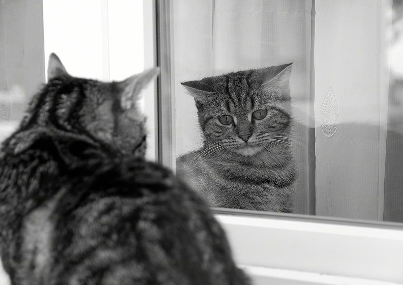 Katten in het kozijn by Herman Moor