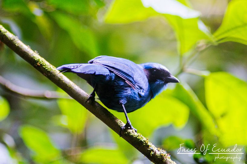 Blauw vogeltje van Kevin Van Haesendonck