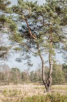 Beegderheide in High key