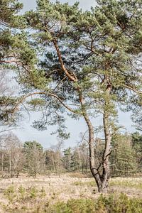 Beegderheide in High key van Marian Smeets