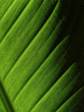 Strelitzia à feuilles avec rétro-éclairage sur Renate Mager