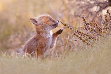 Schattig vossenwelpje van Roeselien Raimond