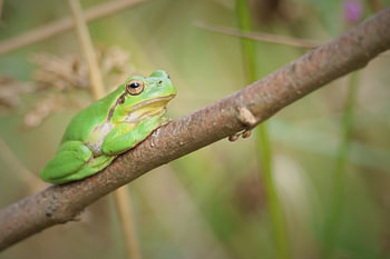 Portrait of a tree frog.2