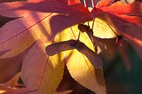 Acer in de herfst