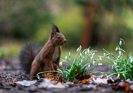 Eichhörnchen von iljan wakker
