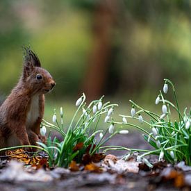 Eichhörnchen von iljan wakker