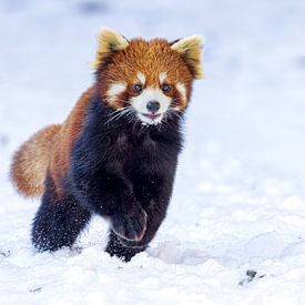 Kleine panda rennend door de sneeuw van Lennart Verheuvel