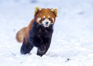 Kleiner Panda, der durch den Schnee rennt.