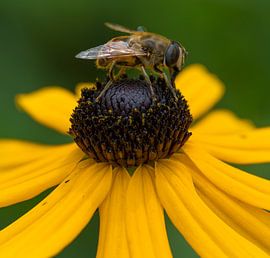Bee on flower by Ingrid Ronde
