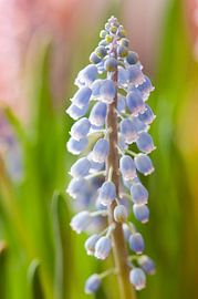 Blauwe druifjes (Muscari botryoides) van Tamara Witjes