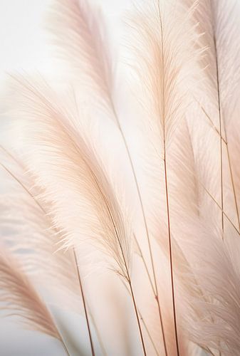 Feather grass