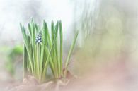 Gorgeous Grape Hyacinth by Bob Daalder thumbnail