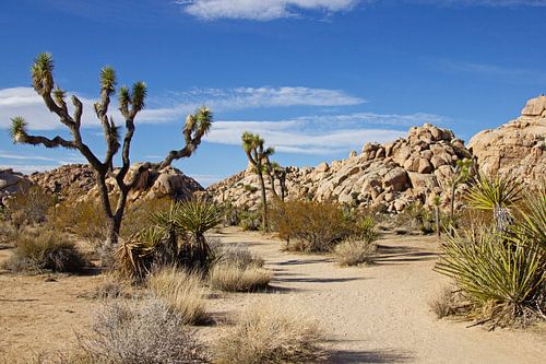 Joshua Tree in Joshua Tree National Park, Californië, Amerika