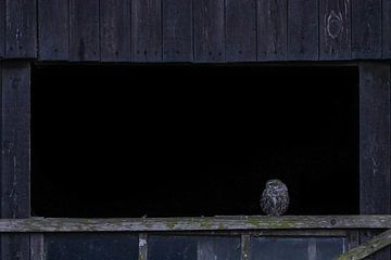 Petit hibou dans l'ouverture d'une grande fenêtre en bois sur Simon Lubbers