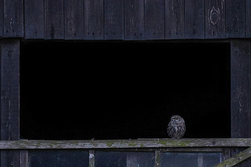 Kleine Eule in großer Holzfensteröffnung