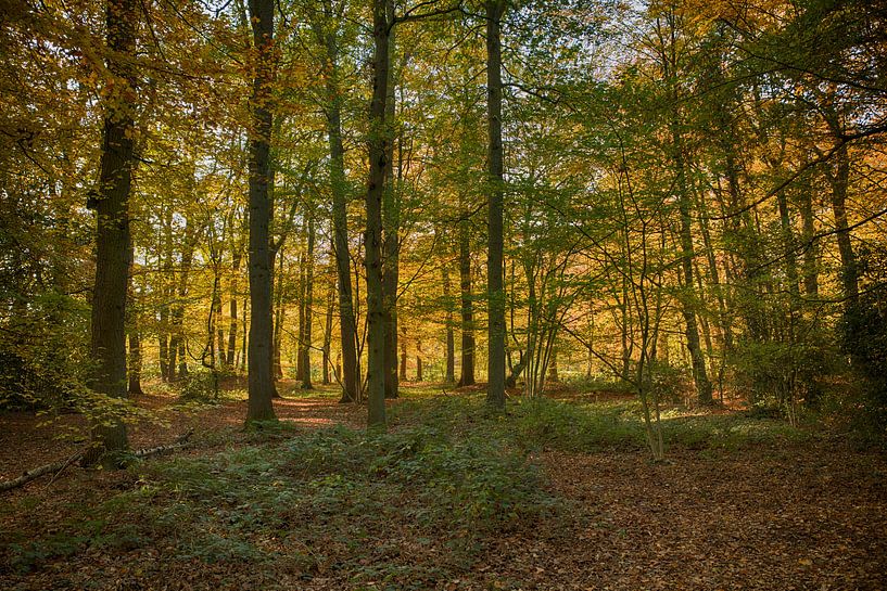 forêt en couleur d'automne sur le veluwe avec des arbres en rouge orangé brun orangé et or jaune par ChrisWillemsen