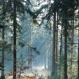 pracht van het bos/ forrest beauty  von Saskia Toonen