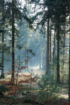 pracht van het bos/ forrest beauty  van Saskia Toonen