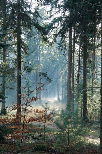 pracht van het bos/ forrest beauty 