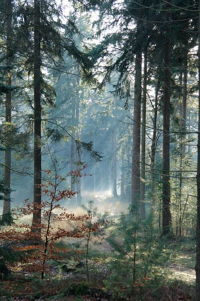 pracht van het bos/ forrest beauty  par Saskia Toonen