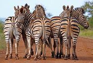 Zebras by W. Woyke thumbnail