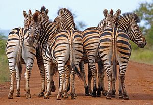 Kudde zebra's van W. Woyke