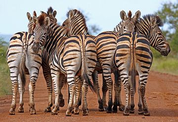Zebras by W. Woyke