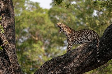 Yawning leopard in a tree in South Africa by Ingrid Sanders