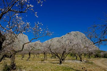 Almond blossom with mountains Gomer and Ana