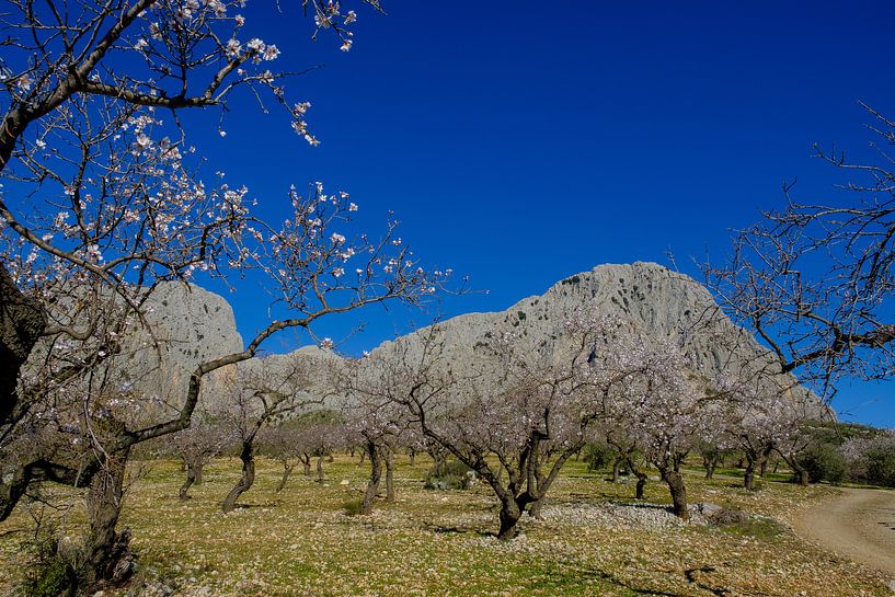 Almond blossom with mountains Gomer and Ana by Peter Laarakker