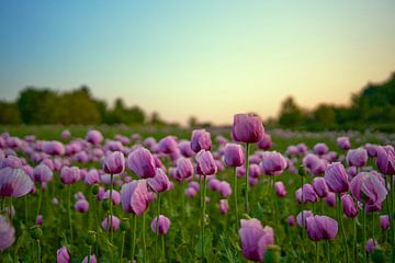 Opium poppy in front of the evening sky by Jörg Bongartz