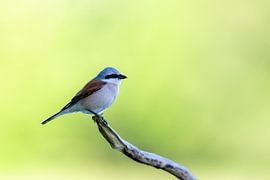 Neuntöter (Lanius collurio)