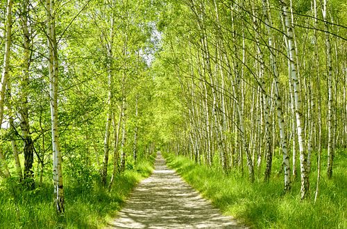 Forêt de bouleaux sur Violetta Honkisz