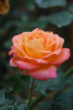 Roos, roze en geel van Homemade Photos