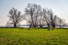 Sheep and lambs on the floodplain of a river by Ruud Morijn