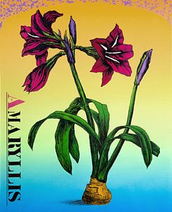 Amaryllis pourpre