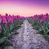 Paarse tulpen tijdens zonsopgang van Ruud van der Aalst