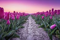 Lila Tulpen bei Sonnenaufgang von Ruud van der Aalst Miniaturansicht