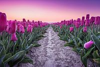 Paarse tulpen tijdens zonsopgang