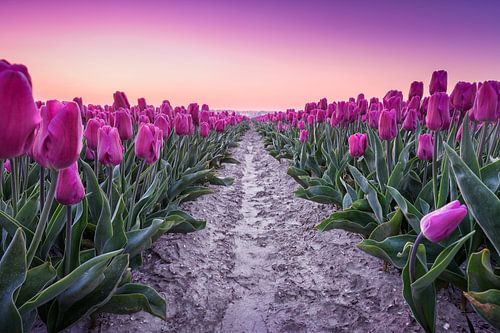 Purple tulips during sunrise