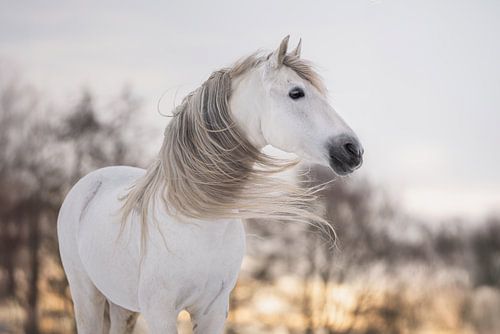 wehende Mähne im Wind | Pferdeporträt von Laura Dijkslag